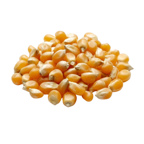 Milho para Pipoca Premium Kaito – 500g